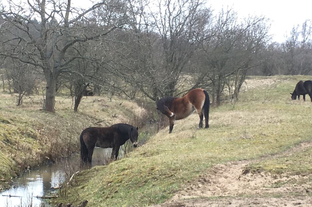 Twee konikpaarden grazen in de duinen bij Castricum, naast een smal beekje