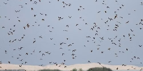 Trekvogels van Castricum (op de fiets) — natuur in Castricum