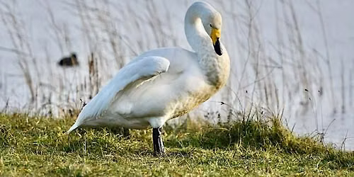 Wintervogels in de Castricum Duinen — natuur in Castricum